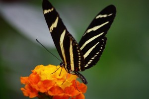 Mariposa, Bosque Modelo Reventazón, Costa Rica - por Josique
